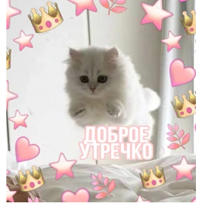 Котики — стикер для MAX