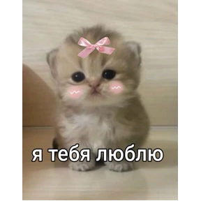 Котики — стикер для MAX