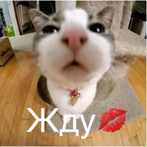 Котики — стикер для MAX