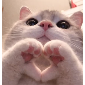 Котики — стикер для MAX