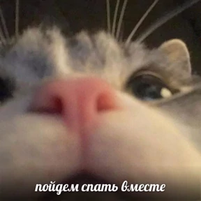 Котики — стикер для MAX