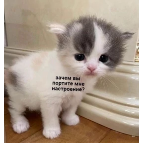Котики — стикер для MAX