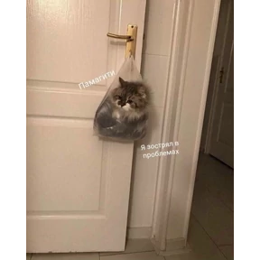 Котики — стикер для MAX