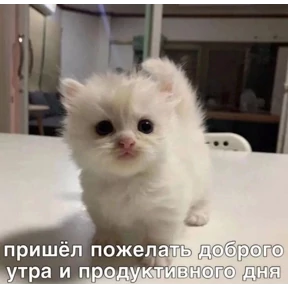 Котики — стикер для MAX
