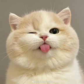 Котики — стикер для MAX
