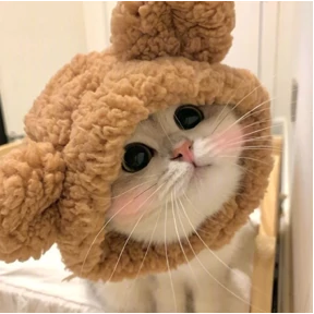 Котики — стикер для MAX
