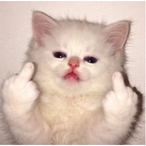 Котики — стикер для MAX