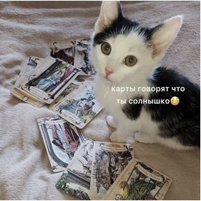 Котики — стикер для MAX