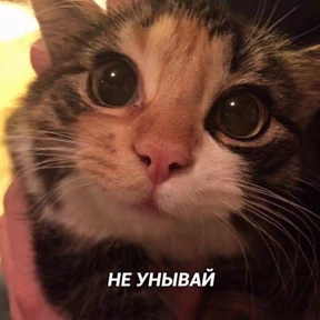 Котики — стикер для MAX
