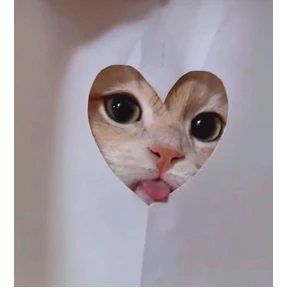Котики — стикер для MAX