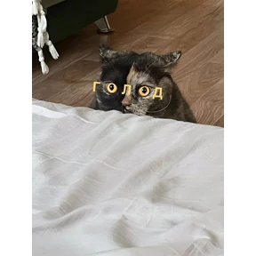 Котики — стикер для MAX