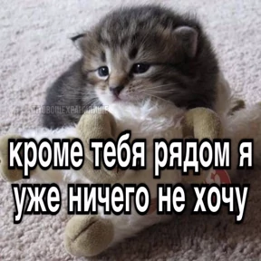 Котики — стикер для MAX