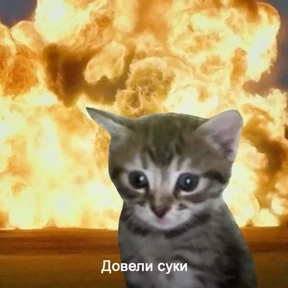 Котики — стикер для MAX