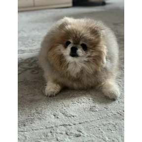 Шпицы — стикер для MAX