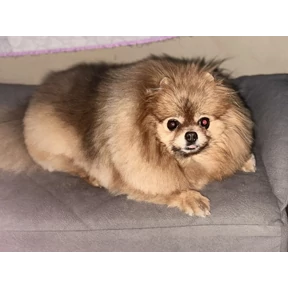 Шпицы — стикер для MAX