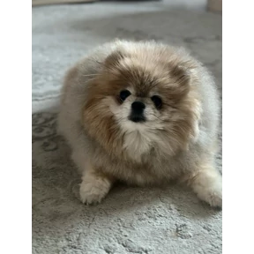 Шпицы — стикер для MAX