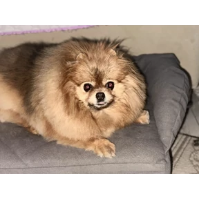 Шпицы — стикер для MAX