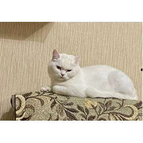 Мои любимки — стикер для MAX