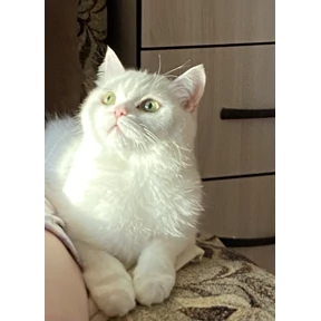 Мои любимки — стикер для MAX