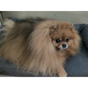 Шпицы — стикер для MAX