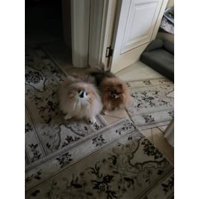 Шпицы — стикер для MAX