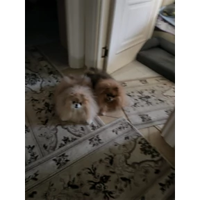 Шпицы — стикер для MAX