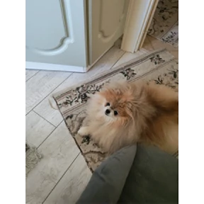 Шпицы — стикер для MAX