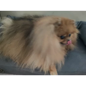 Шпицы — стикер для MAX