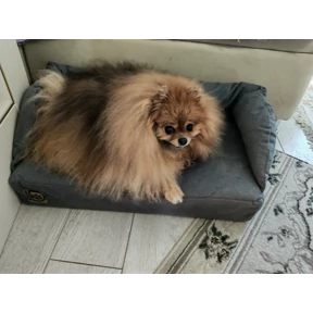 Шпицы — стикер для MAX
