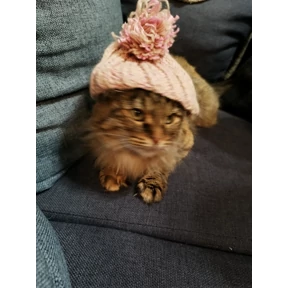 Мы — стикер для MAX