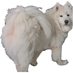Ами — стикер для MAX