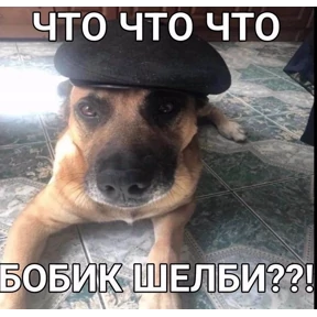 абобус — стикер для MAX