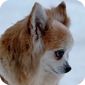 Юша — стикер для MAX