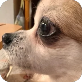 Юша — стикер для MAX