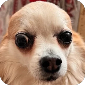 Юша — стикер для MAX