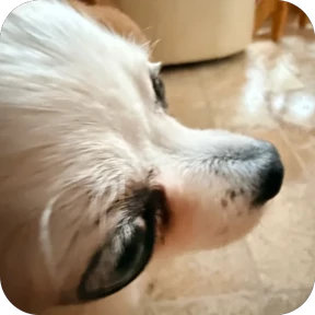 Юша — стикер для MAX