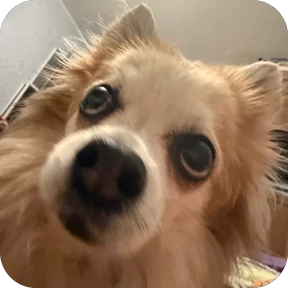 Юша — стикер для MAX