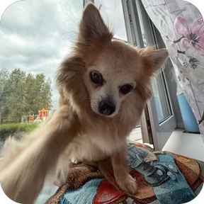 Юша — стикер для MAX