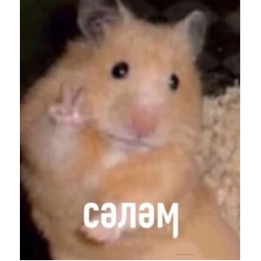 три крысы — стикер для MAX