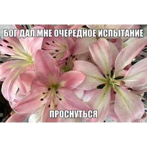 Мой — стикер для MAX