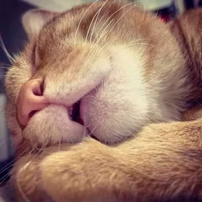 Котюни — стикер для MAX