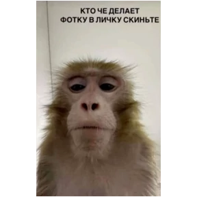 Мемы — стикер для MAX