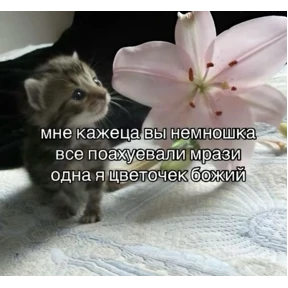 мемсовет — стикер для MAX