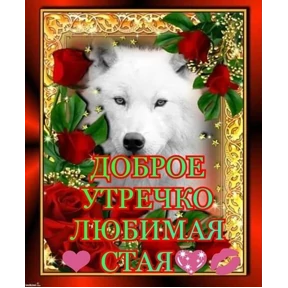 мемсовет — стикер для MAX