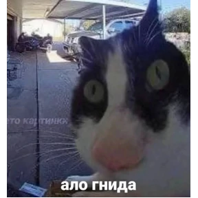 мемсовет — стикер для MAX