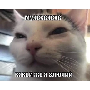 мемсовет — стикер для MAX