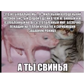 мемсовет — стикер для MAX