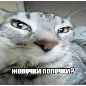 мемсовет — стикер для MAX