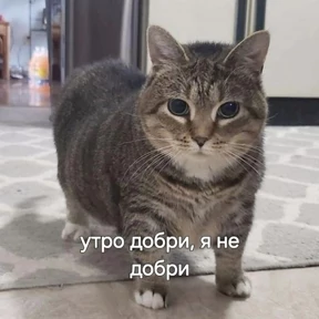 мемсовет — стикер для MAX
