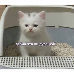 мемсовет — стикер для MAX